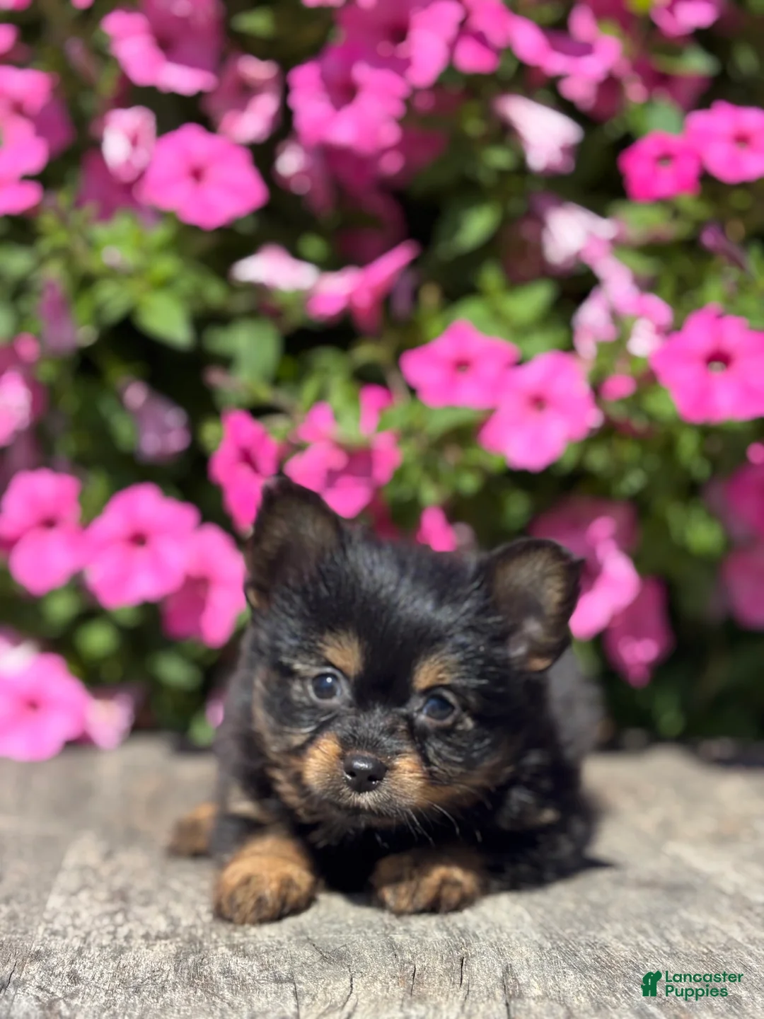 Mixed Breed dogs for sale: Leah - Ad 3