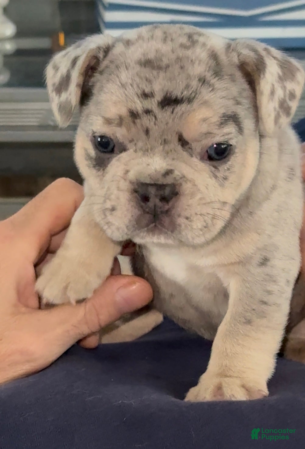 French Bulldog dogs French Bulldog Puppy 1 - Ad 39