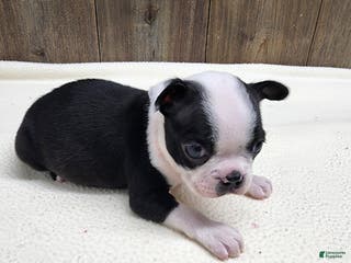 Boston Terrier dogs Boston Terrier Puppy 1 - Ad 33