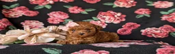 Toy Poodle dogs for sale: Shena 7 lbs Full Grown - Ad 4