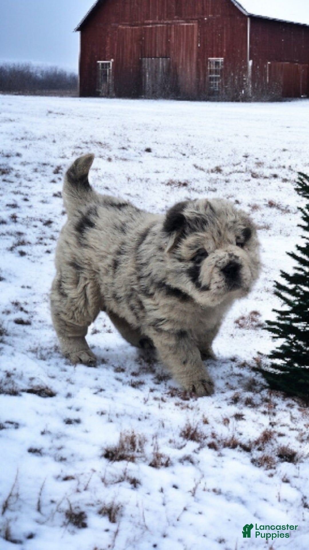 Shar Pei dogs for sale: Mabel merle mini Bear  - Ad 4