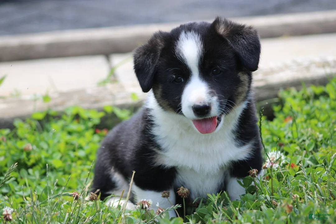 Mixed Breed dogs for sale: Jude🐶 - Ad 1