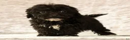 Havapoo dogs for sale: Koby - Ad 6