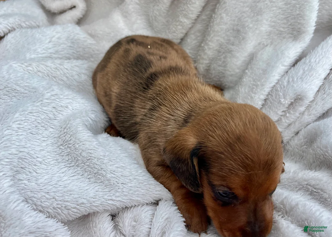 Dachshund dogs for sale: Charlie❤️ACARegistered🐾 - Ad 2