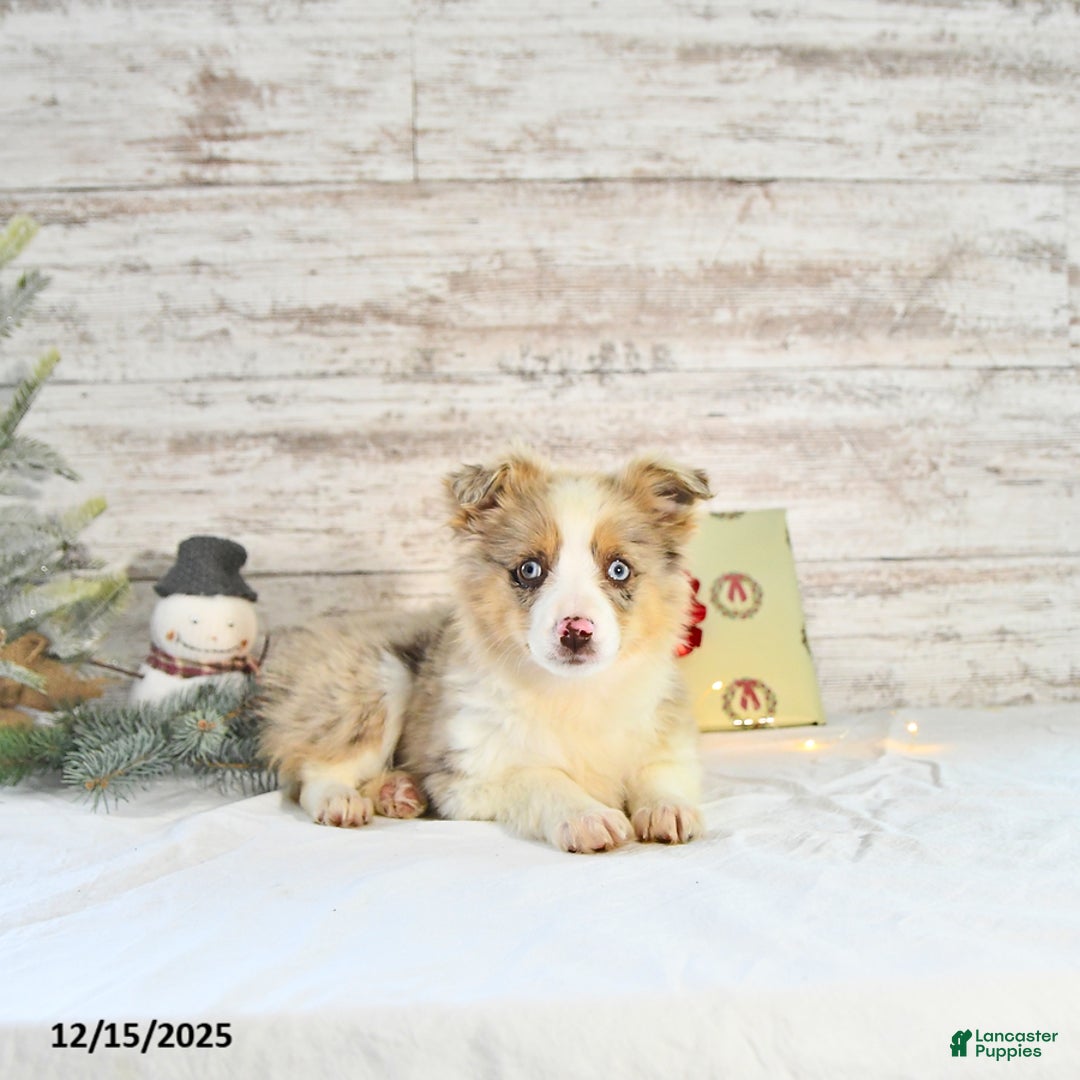 Miniature Australian Shepherd dogs for sale: Frosty - Ad 4
