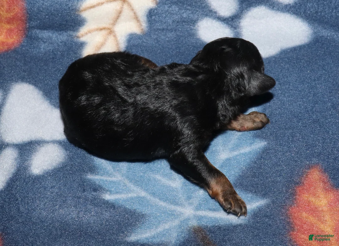 Miniature Poodle dogs for sale: Harlee’s phantom male - Ad 2