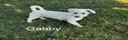 Bichon Frise dogs for sale: Bichon Frise 2 Rosie - Ad 3