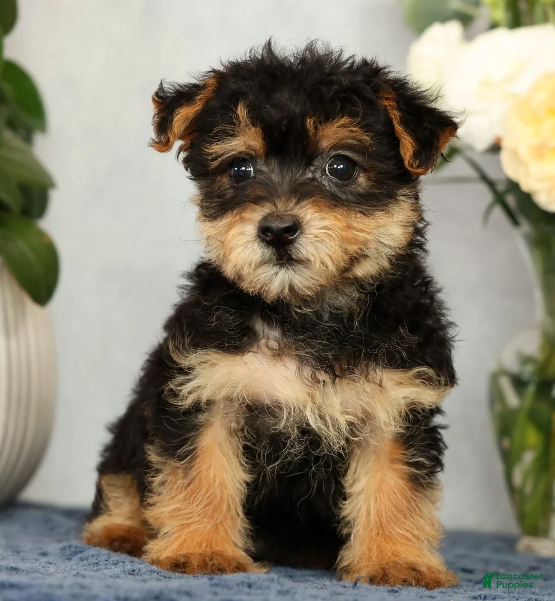 Yorkiepoo dogs for sale: Milo - Ad 2