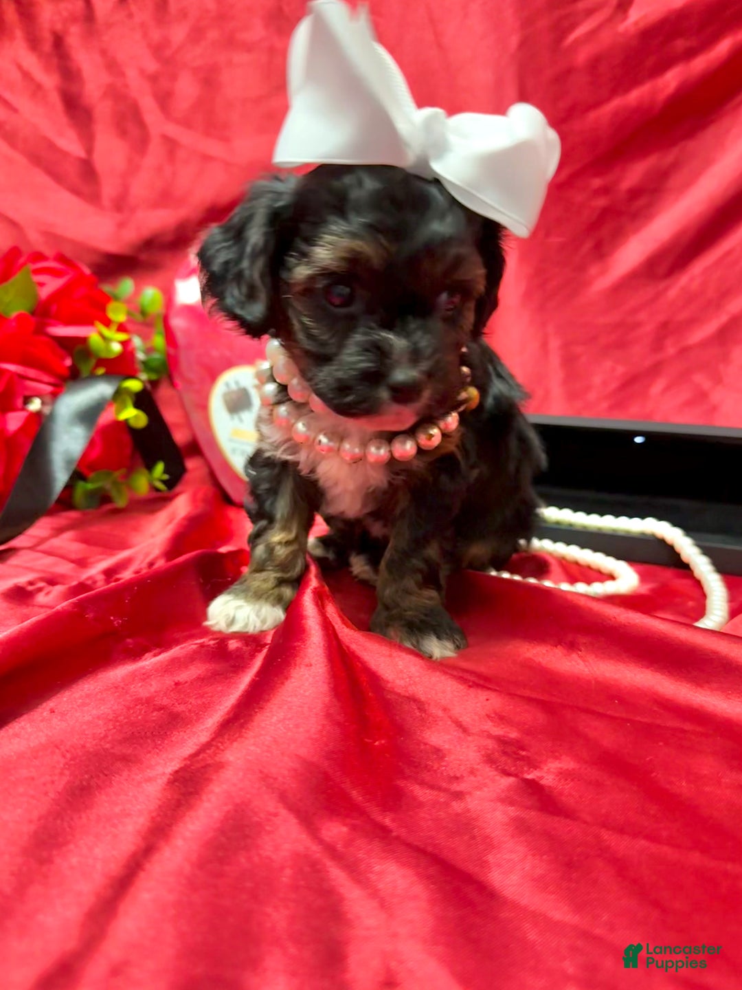 Yorkiepoo dogs for sale: York - Ad 11