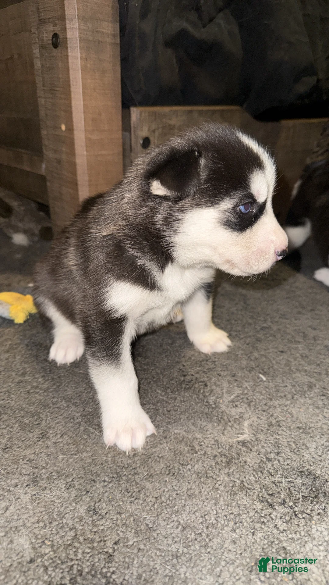 Siberian Husky dogs for sale: Simon - Ad 2