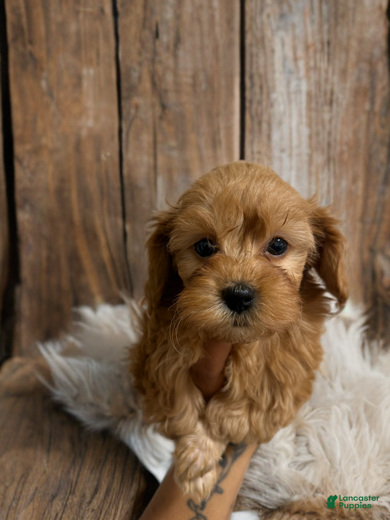 Shihpoo dogs Prince Charm - Ad 30