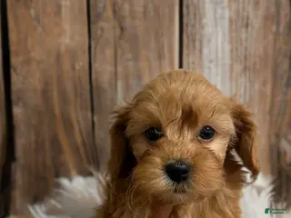 Shihpoo dogs Prince Charm - Ad 27