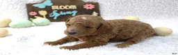 Miniature Poodle dogs for sale: Daisy - Ad 1