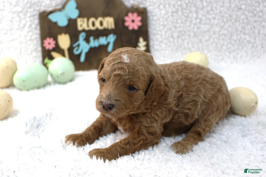 Miniature Poodle dogs for sale: Daisy - Ad 1