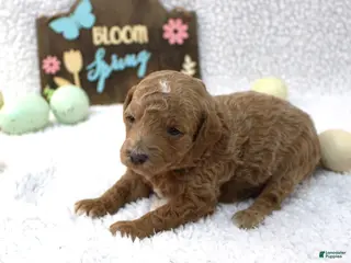 Miniature Poodle dogs Daisy - Ad 36