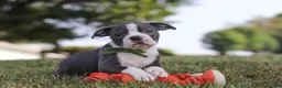Boston Terrier dogs for sale: Bradie - Ad 16