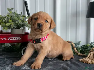 Goldador dogs Sadie - Ad 3