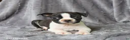 Boston Terrier dogs for sale: Rascal - Ad 3