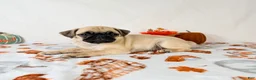 Pug dogs for sale: Petunia - Ad 7