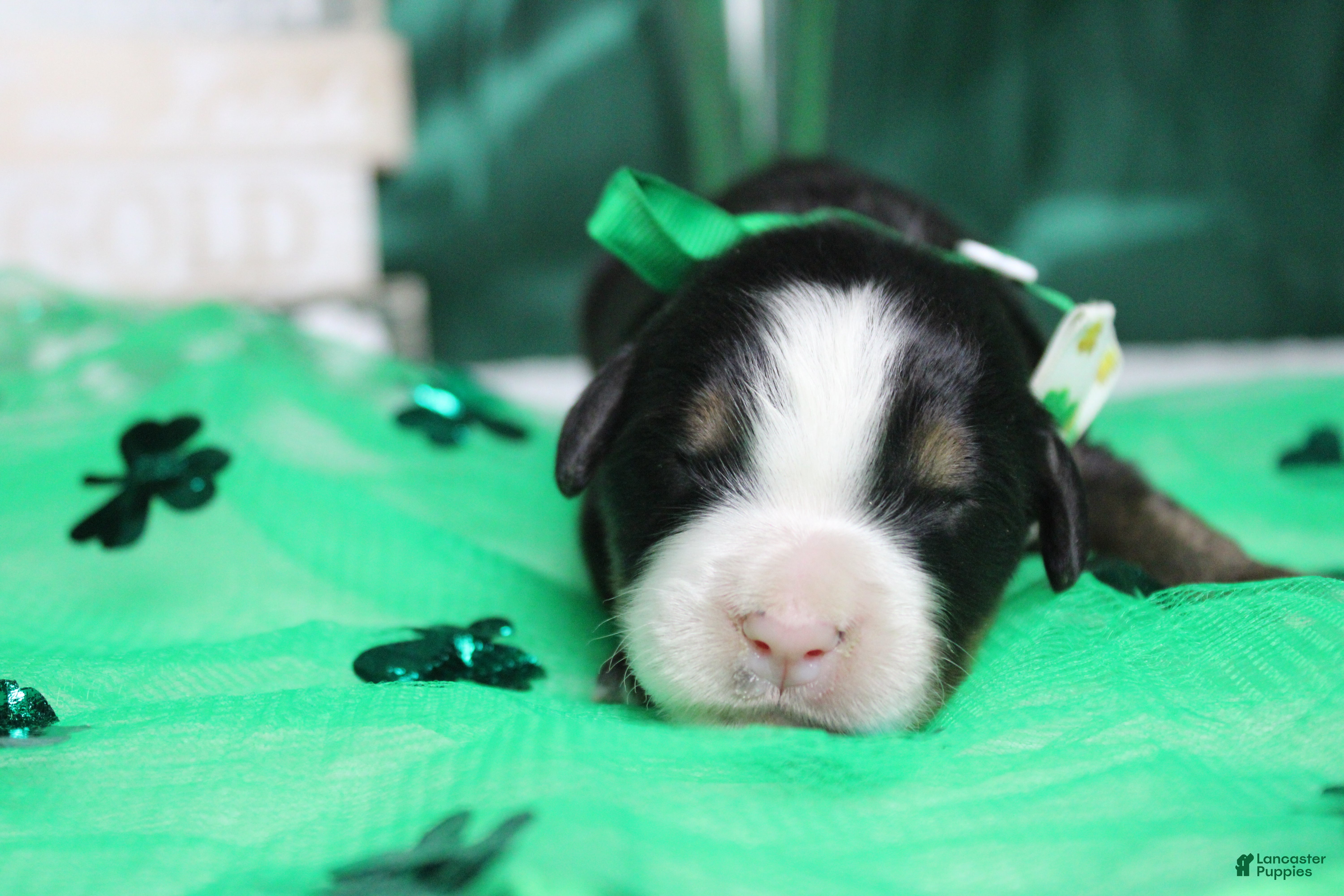 Bernese Mountain Dog dogs Cooper  - Ad 16