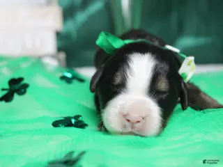 Bernese Mountain Dog dogs Cooper - Ad 16