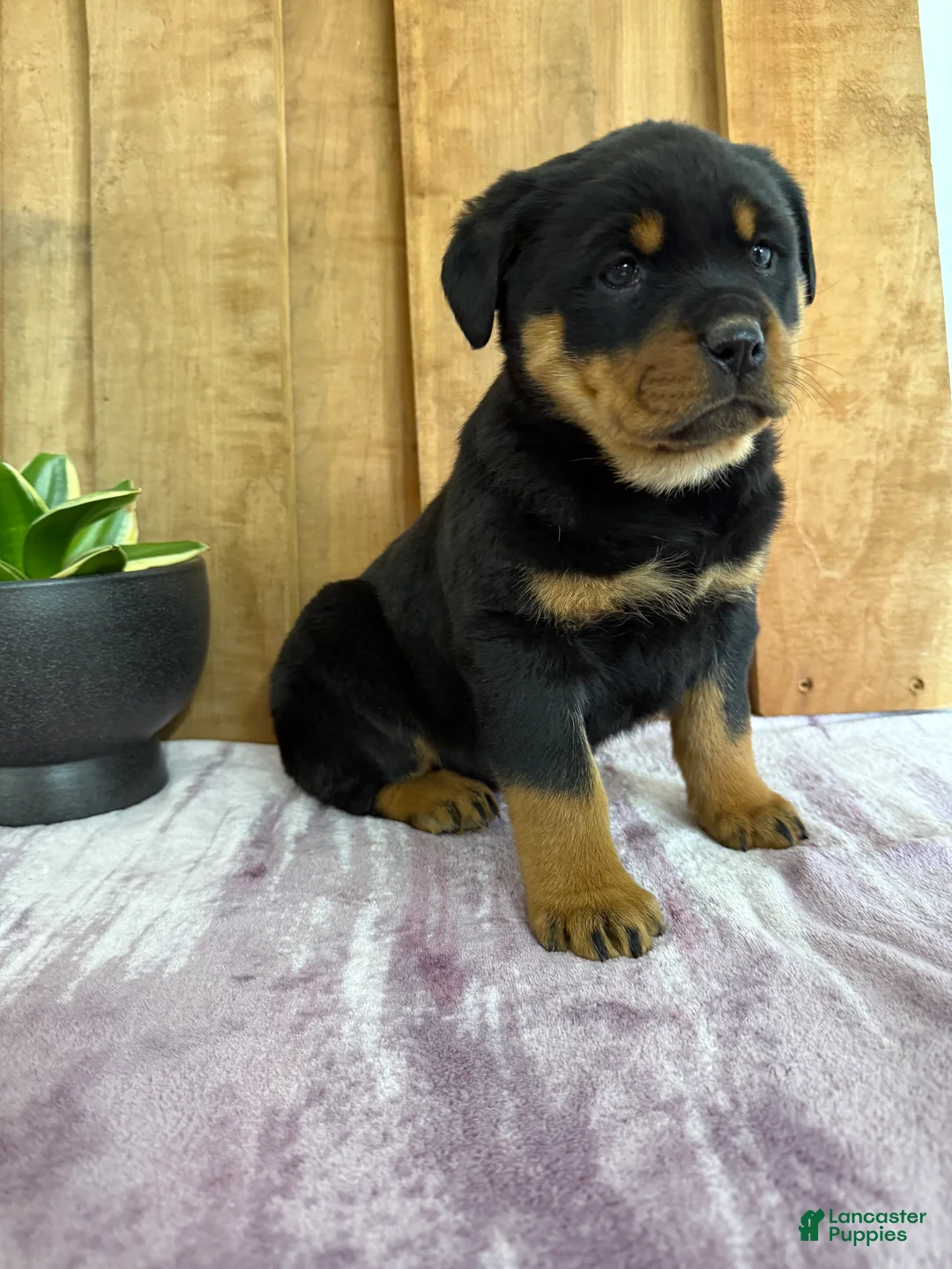 Rottweiler dogs for sale: Lacie - Ad 16