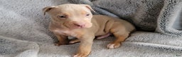 American Bully dogs for sale: Simba - Ad 2