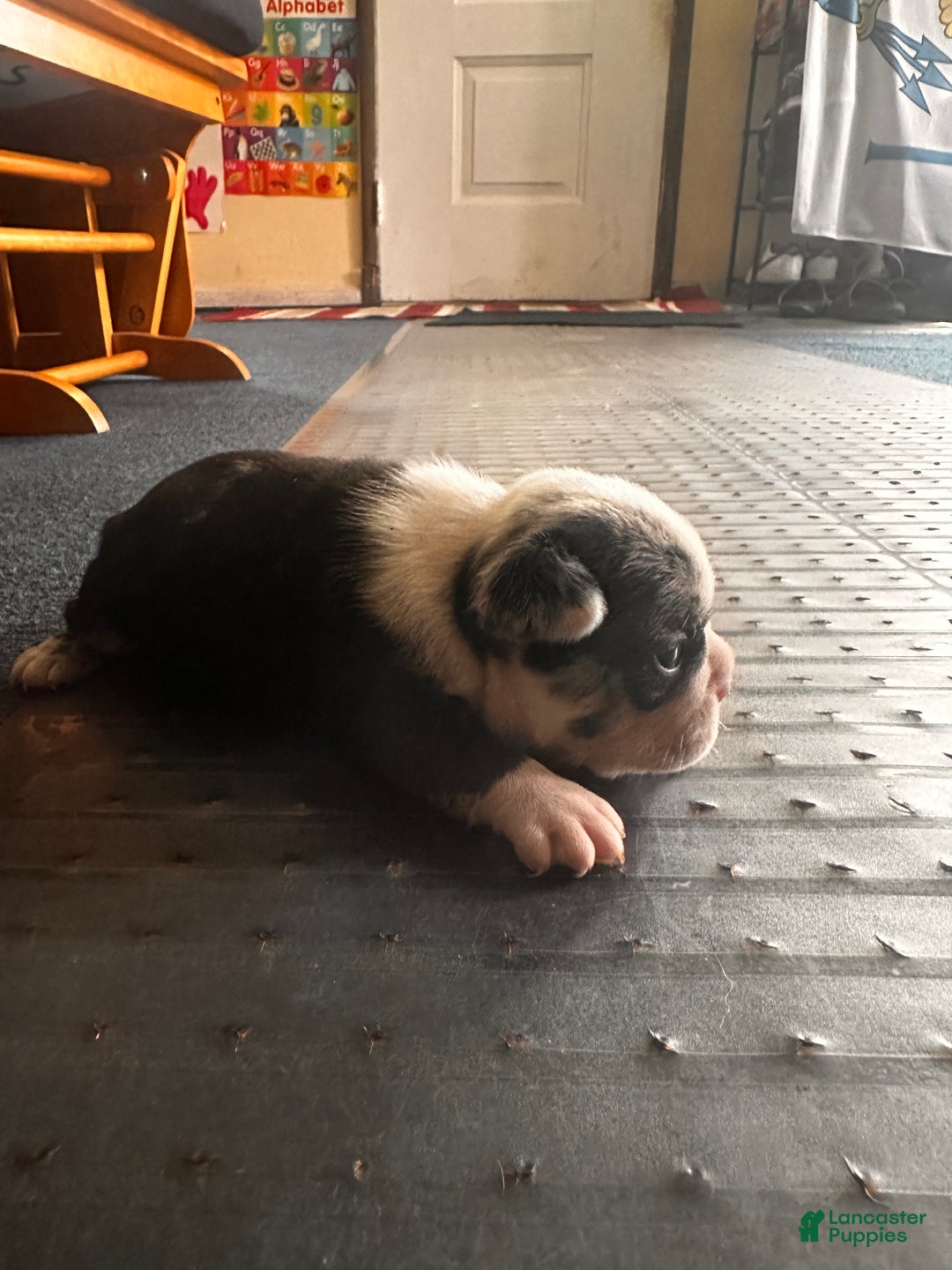 Mixed Breed dogs for sale: Honey - Ad 6