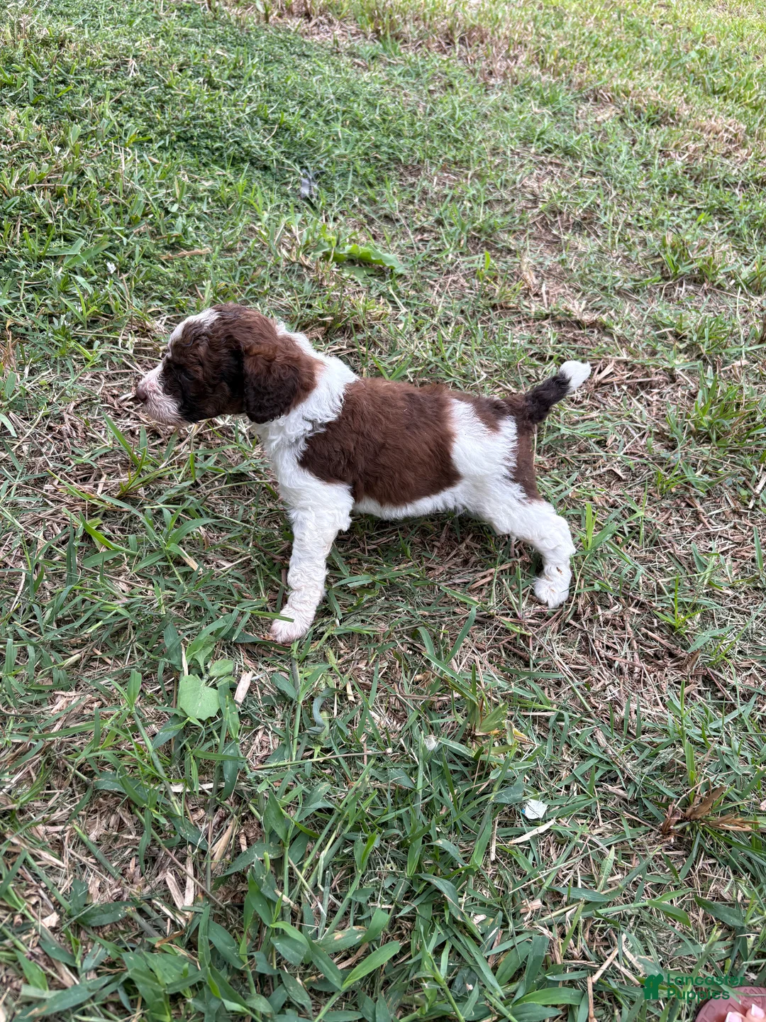 Standard Poodle dogs for sale: Loki - Ad 2