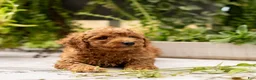 Toy Poodle dogs for sale: AKC Buddy - Ad 8