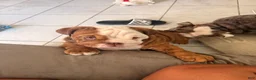 English Bulldog dogs for sale: Choco- Latte - Ad 5