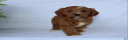 Cavapoo dogs for sale: Sam - Ad 7