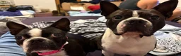 Boston Terrier dogs for sale: Boston Terrier 1 - Ad 2