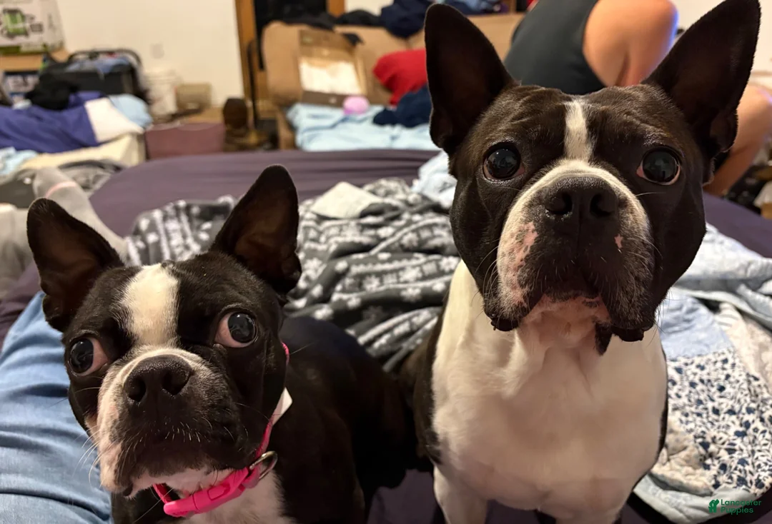 Boston Terrier dogs for sale: Boston Terrier 1 - Ad 2
