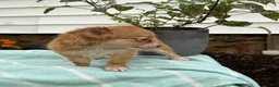 Chihuahua dogs for sale: Tillie - Ad 7