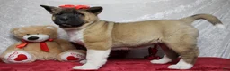 Akita dogs for sale: Jill  - Ad 6
