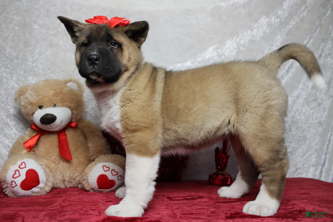 Akita dogs for sale: Jill  - Ad 6