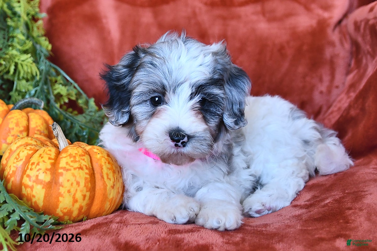 Aussiedoodle dogs Amara  - Ad 2