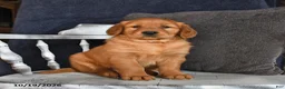 Golden Retriever dogs for sale: Amber - Ad 3