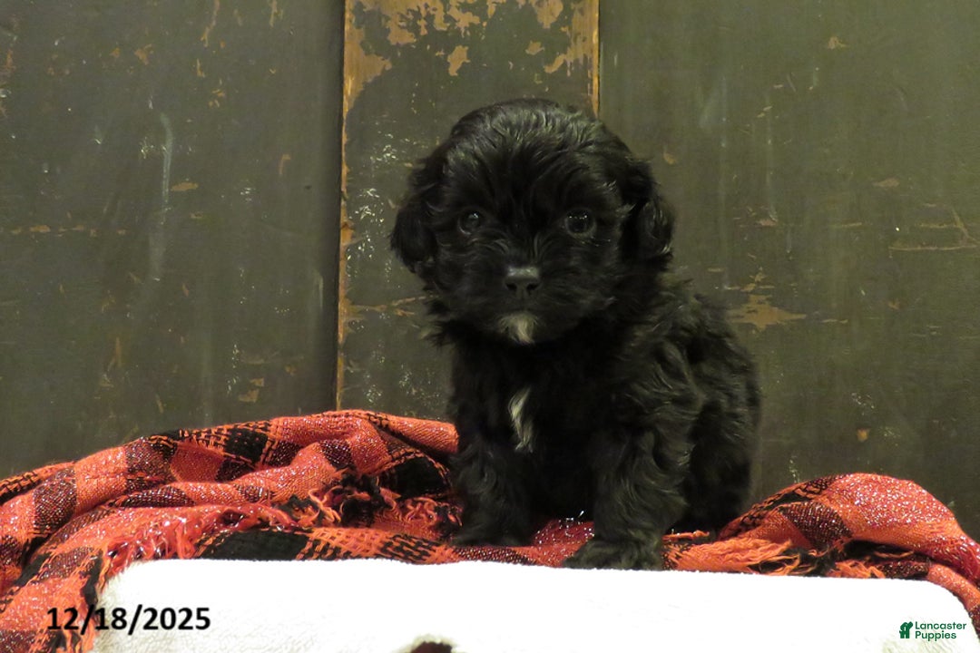 Shihpoo dogs for sale: Winterberry - Ad 1