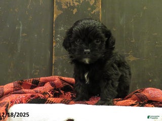 Shihpoo dogs Winterberry - Ad 22
