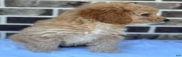 Mini Goldendoodle dogs for sale: Mini Goldendoodle 2 - Ad 6