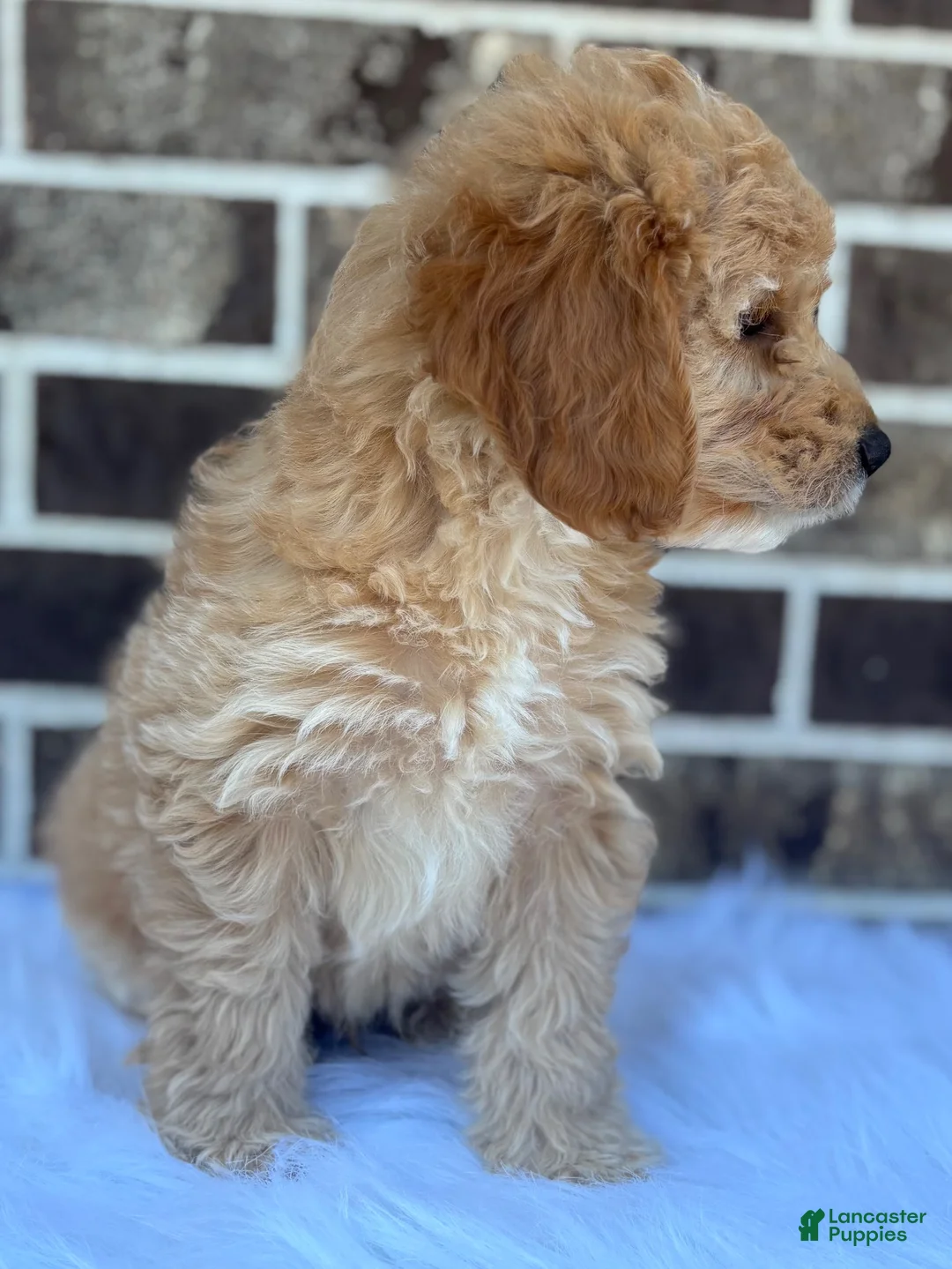 Mini Goldendoodle dogs for sale: Mini Goldendoodle 2 - Ad 6