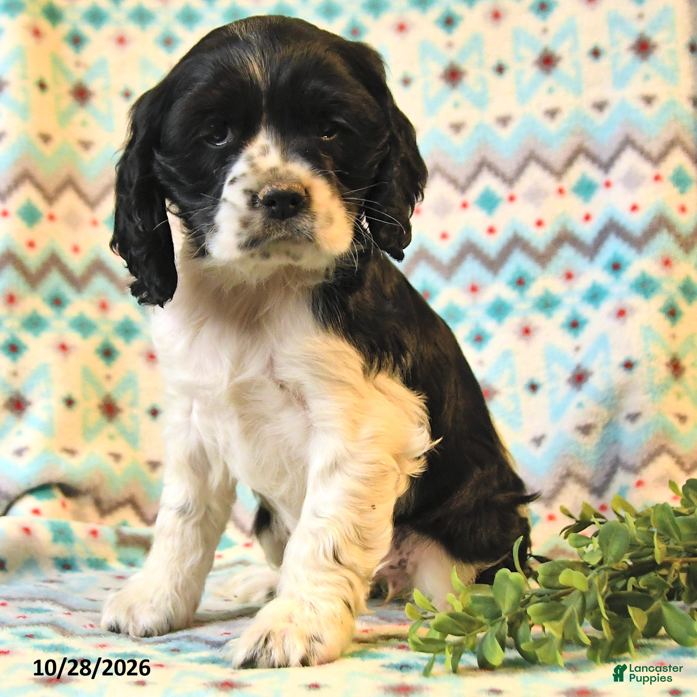 Cocker Spaniel dogs for sale: Talia - Ad 2