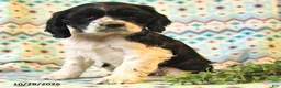 Cocker Spaniel dogs for sale: Talia - Ad 2