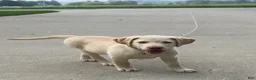 Labrador Retriever dogs for sale: Honey - Ad 20