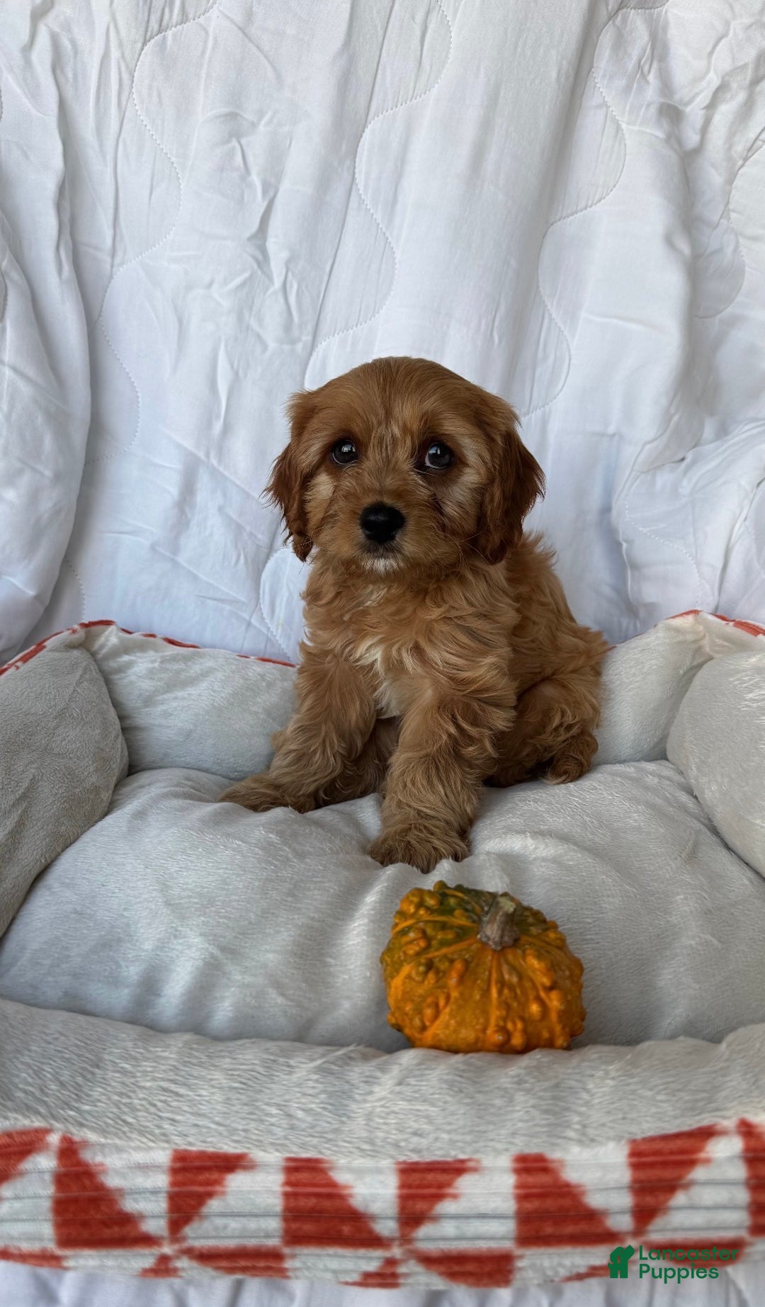Cockapoo dogs for sale: Oliver – The “Emotional Support Bear” You’ll Fall in Love With 🧡🐾 - Ad 2