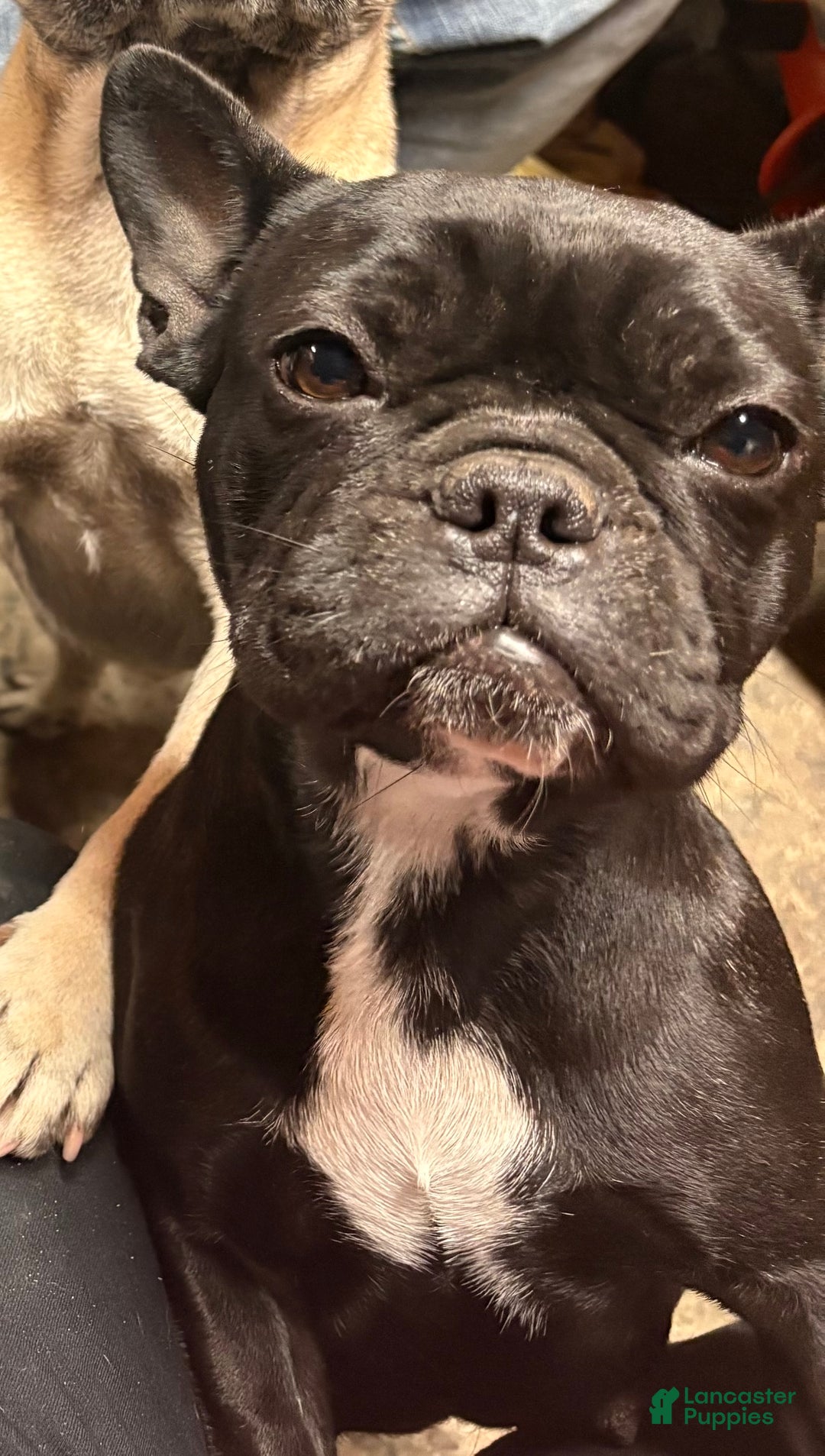 French Bulldog dogs for sale: French Bulldog Puppy 6 - Ad 2