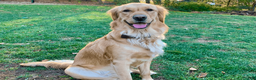 Golden Retriever dogs for sale: Rudy - Ad 5