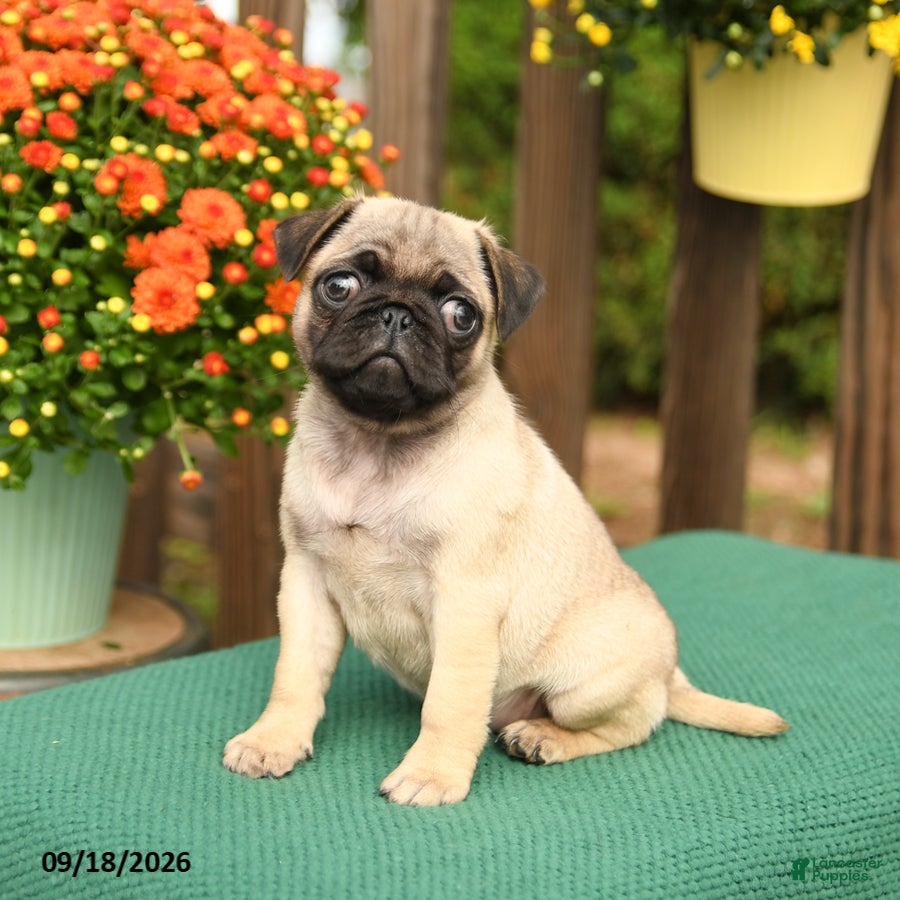 Pug dogs Lily - Ad 2